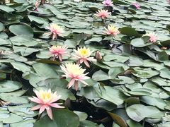 -贵阳市花溪国家城市湿地公园