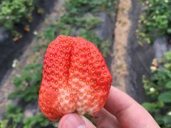 -恒绿农产品草莓采摘园