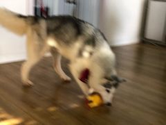 桃心-Husky Go! 哈士奇体验馆·宠物咖啡厅狗咖