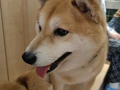-是阿柴呀！柴犬咖啡·爱喵喵猫咖