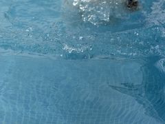 -爪吧宠物乐园 (温榆河示范区店)