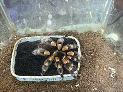 -上海大自然野生昆虫馆