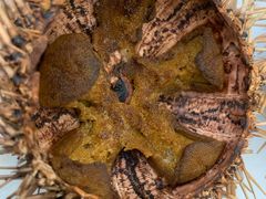 -海胆小馆(东北水饺·春柳店)