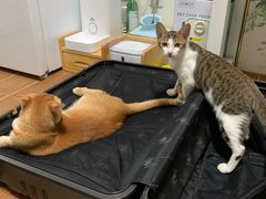 -瑞鹏宠物医院·骨科·猫科·内科(第一中心)