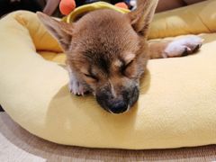 -逗柴咖啡屋·狗咖猫咖宠物桌游