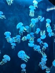 -Zoolung Zoolung动物主题公园(海信广场店)