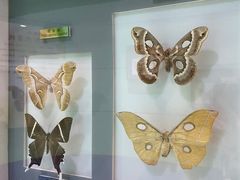 -上海昆虫博物馆