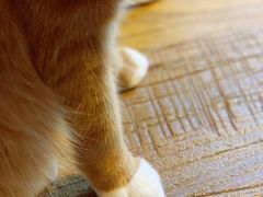 -猫猫幼稚园·撸猫·桌游·电玩