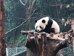 -都江堰中华大熊猫苑