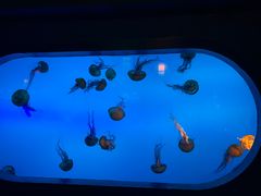 -太平洋海底世界