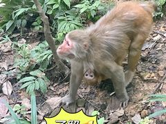 -黔灵山公园