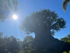 -奥兰多迪士尼动物王国乐园