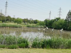 -上海长兴岛郊野公园
