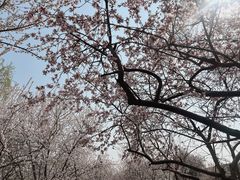 -桃花堤公园