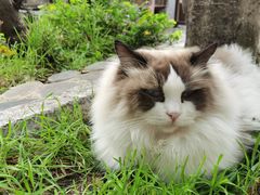 -喵屿·大理花园猫咖