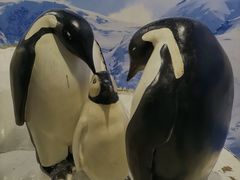 -上海海洋水族馆