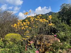 -深圳仙湖植物园