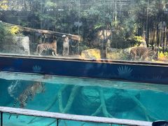 -清迈夜间动物园