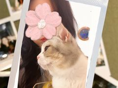 -1013 PET SHOP精品宠物商店(丁香店)