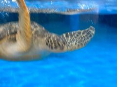 -芜湖新华联大白鲸海洋公园