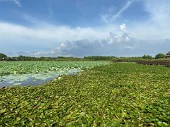 -上海海湾国家森林公园