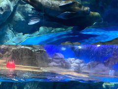 -芜湖新华联大白鲸海洋公园