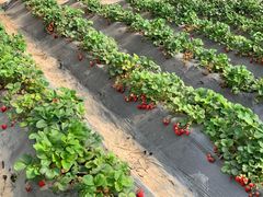 -万源龙顺度假庄园生态观光园