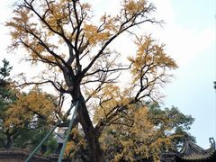 -惠山古镇·寄畅园