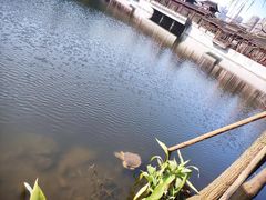 -重庆彩云湖湿地公园