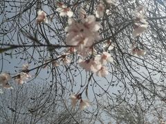 -桃花堤公园