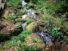 -五营红松林海景区