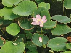 -天津东丽湖风景区