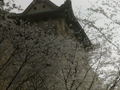 -武汉大学-樱园