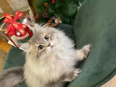 -猫大福·Fortune Cat猫舍(百子湾店)
