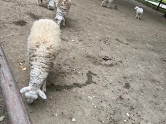 -秀丽东方