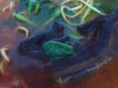 -泰顺江南春面馆