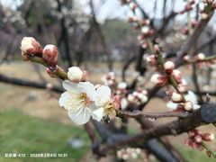 -无锡梅园公园
