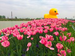 -荷兰花海