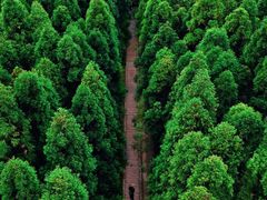 -玉苍山国家森林公园