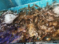-曼格活海鲜·牛排自助(光明蓝鲸店)