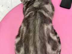 -FAELING PETS美天灵宠物(合生汇店)