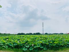 -嘉北郊野公园