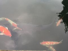 -湖鲜楼