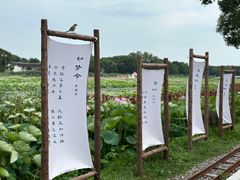 -洪湖生态旅游区