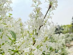 -国家植物园