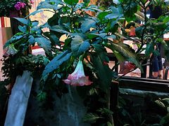 -马帮菜馆·美味野生菌