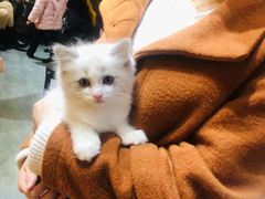 -欣宠猫屋·矮脚拿破仑·蓝金金渐层