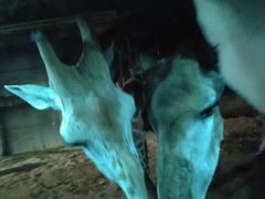 -清迈夜间动物园
