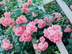 -紫颐香薰山谷景区