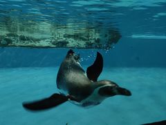 -帝企鹅自助餐厅•儿童岛•真企鹅(长隆企鹅酒店)